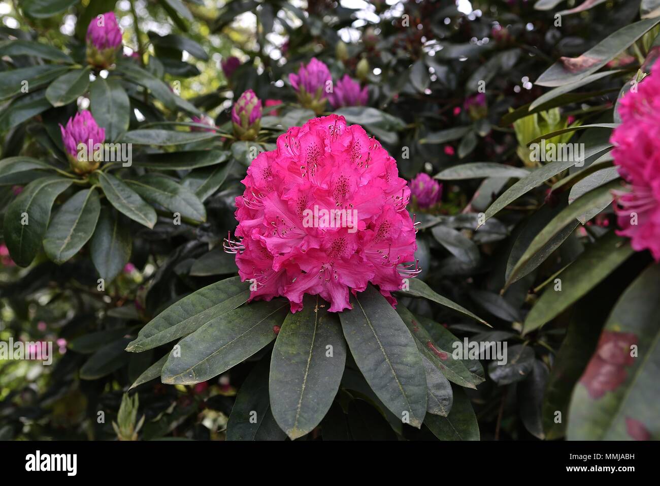 Hampstead Heath Blume Garten Mai 2018 Stockfoto