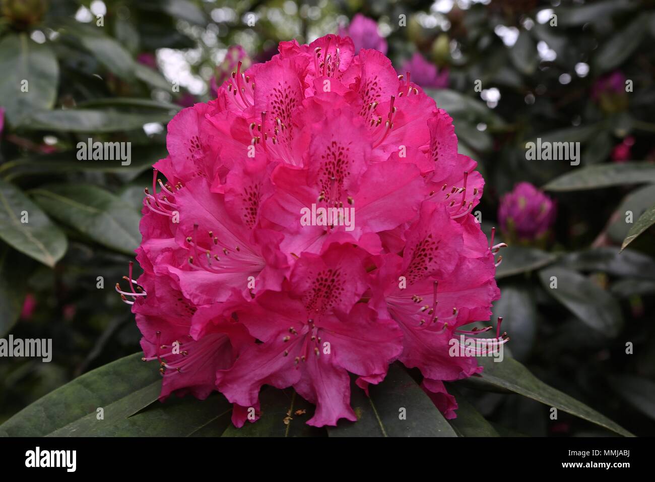 Hampstead Heath Blume Garten Mai 2018 Stockfoto
