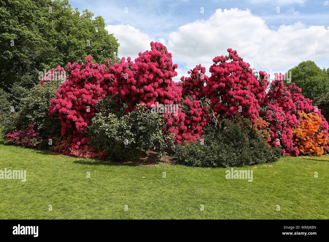 Hampstead Heath Blume Garten Mai 2018 Stockfoto