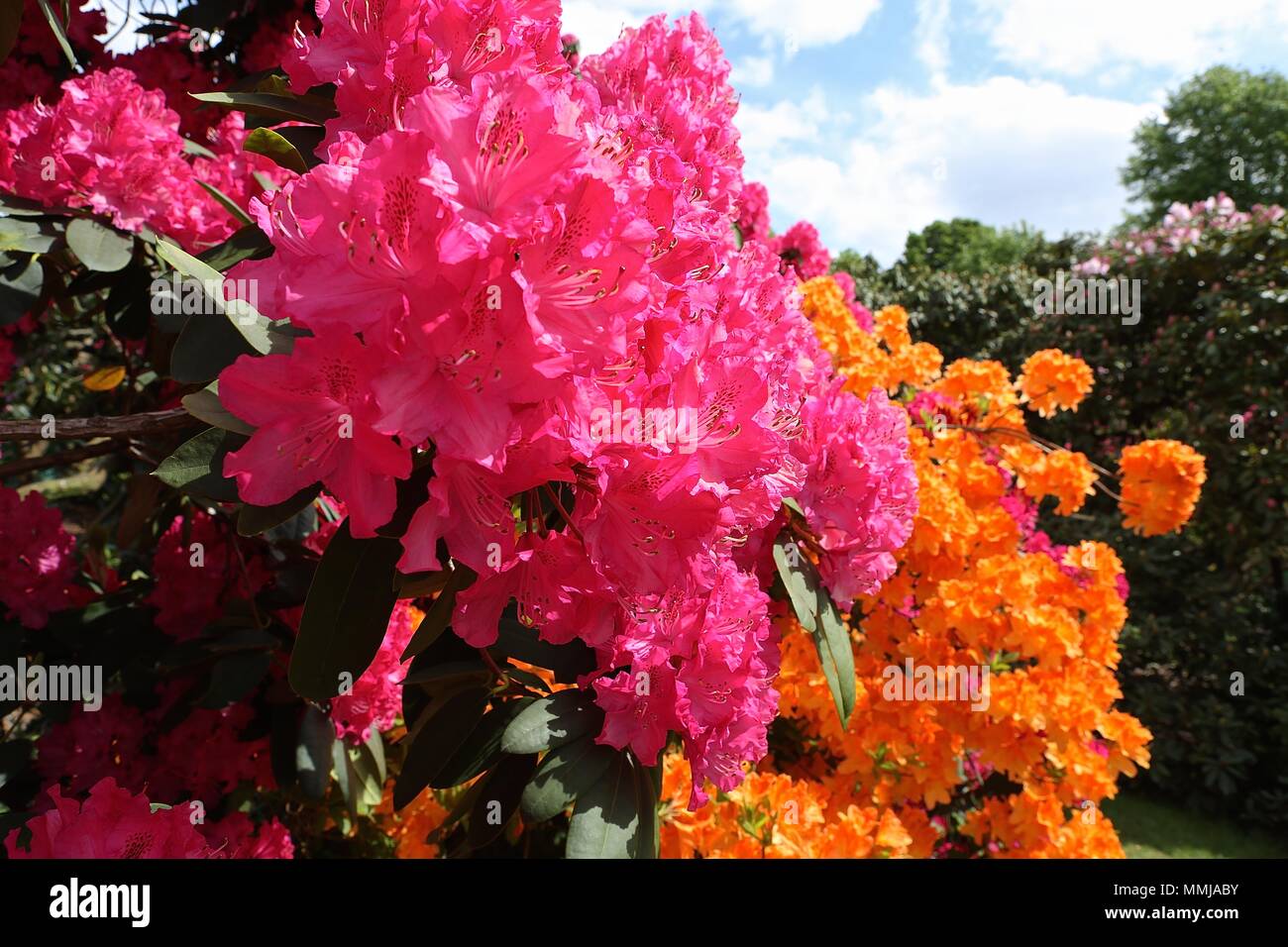 Hampstead Heath Blume Garten Mai 2018 Stockfoto
