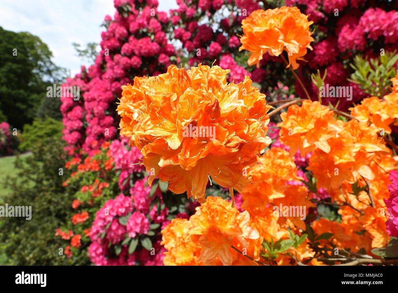 Hampstead Heath Blume Garten Mai 2018 Stockfoto