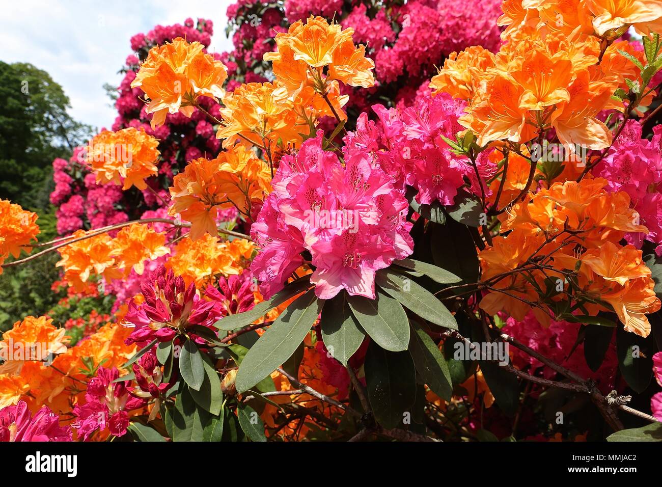 Hampstead Heath Blume Garten Mai 2018 Stockfoto