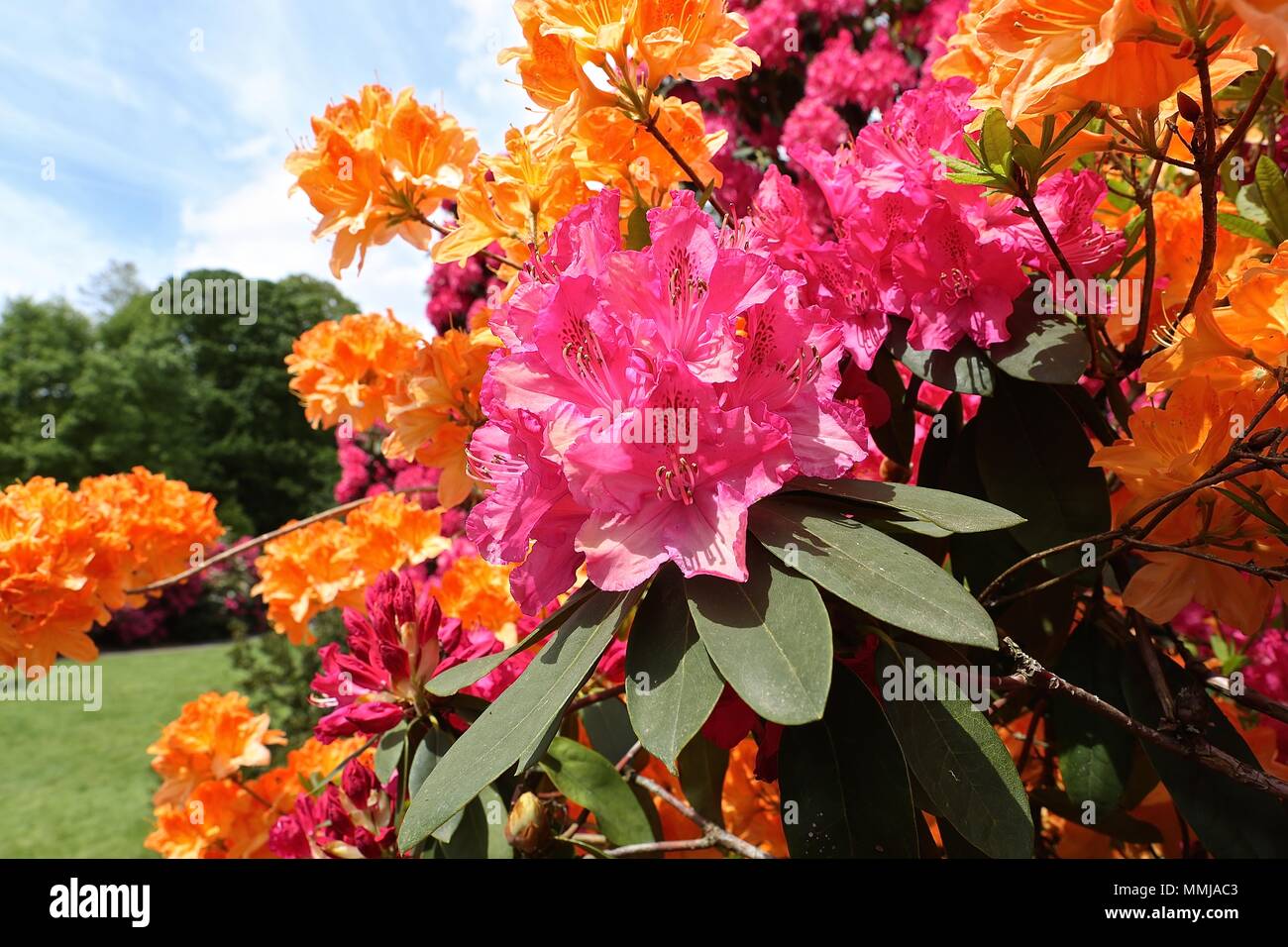 Hampstead Heath Blume Garten Mai 2018 Stockfoto