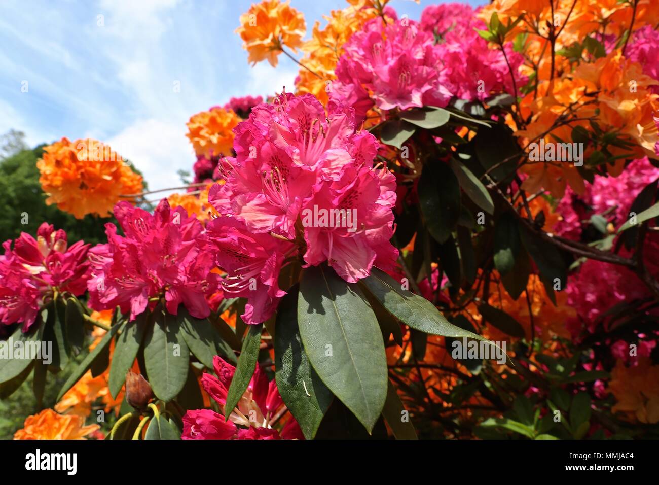Hampstead Heath Blume Garten Mai 2018 Stockfoto