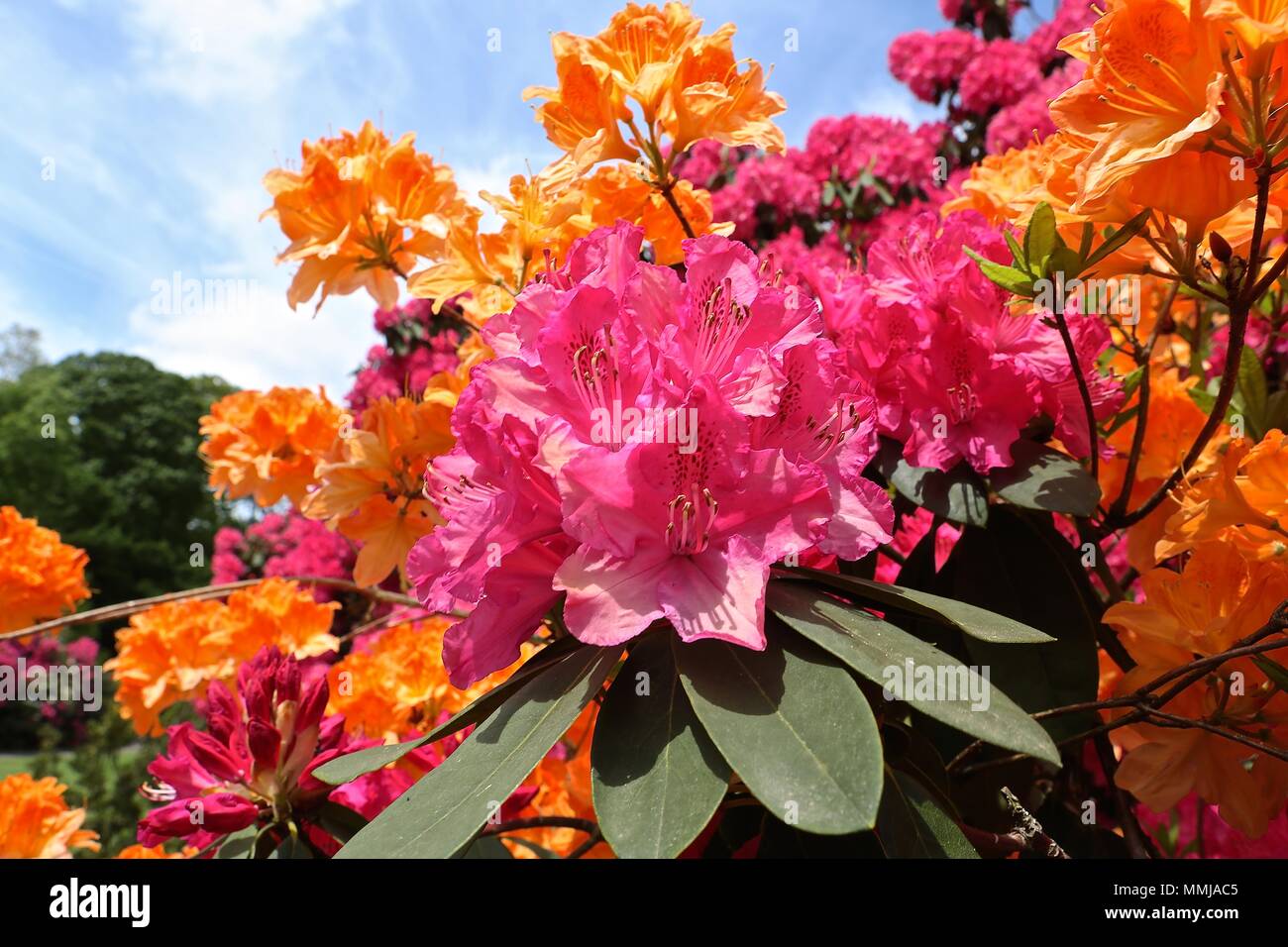 Hampstead Heath Blume Garten Mai 2018 Stockfoto