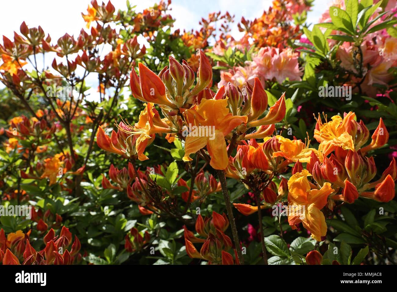 Hampstead Heath Blume Garten Mai 2018 Stockfoto