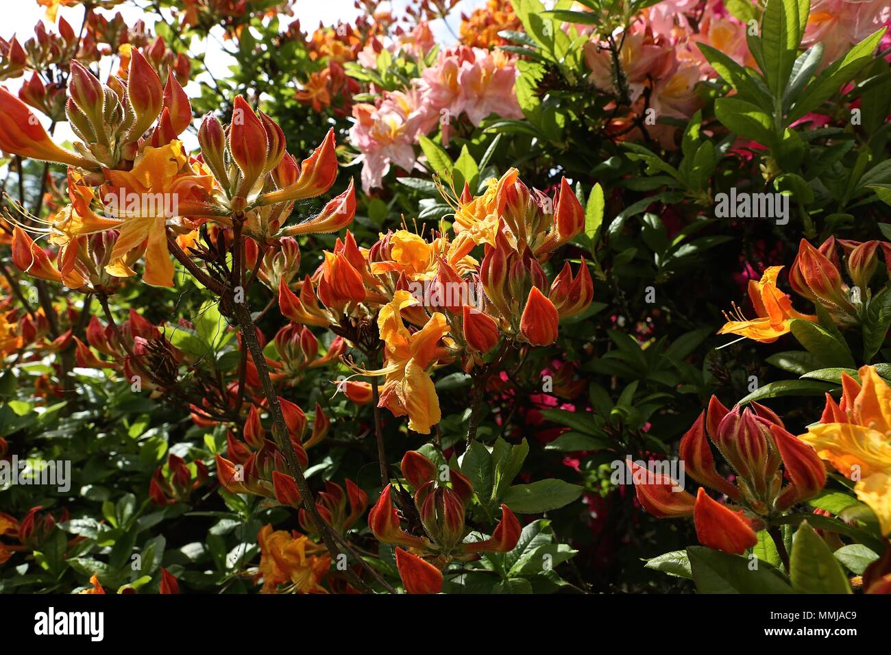 Hampstead Heath Blume Garten Mai 2018 Stockfoto
