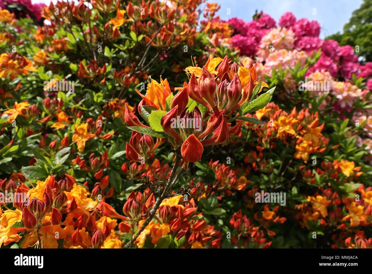 Hampstead Heath Blume Garten Mai 2018 Stockfoto