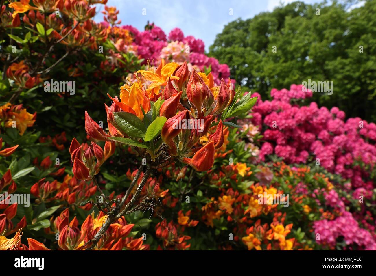 Hampstead Heath Blume Garten Mai 2018 Stockfoto