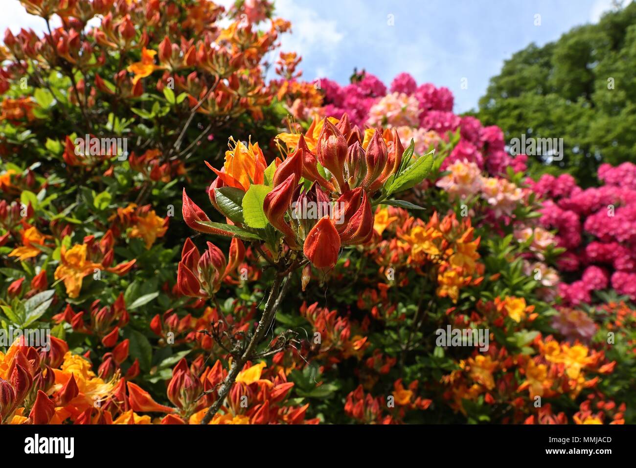 Hampstead Heath Blume Garten Mai 2018 Stockfoto