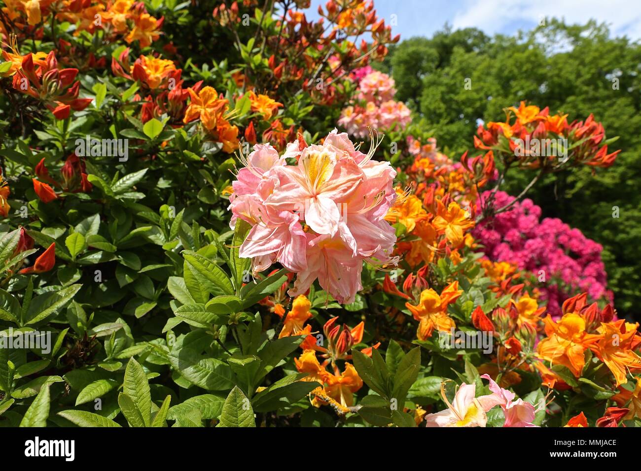 Hampstead Heath Blume Garten Mai 2018 Stockfoto