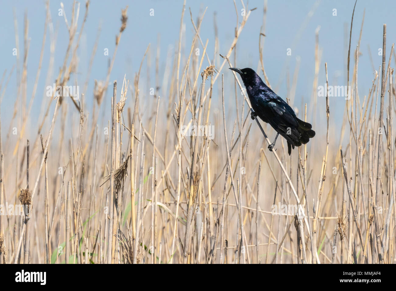 Gemeinsame Grackle in Anahuac National Wildlife Refuge in Texas. Stockfoto
