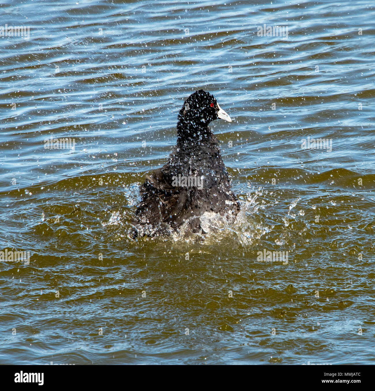 Wasservögel Stockfoto