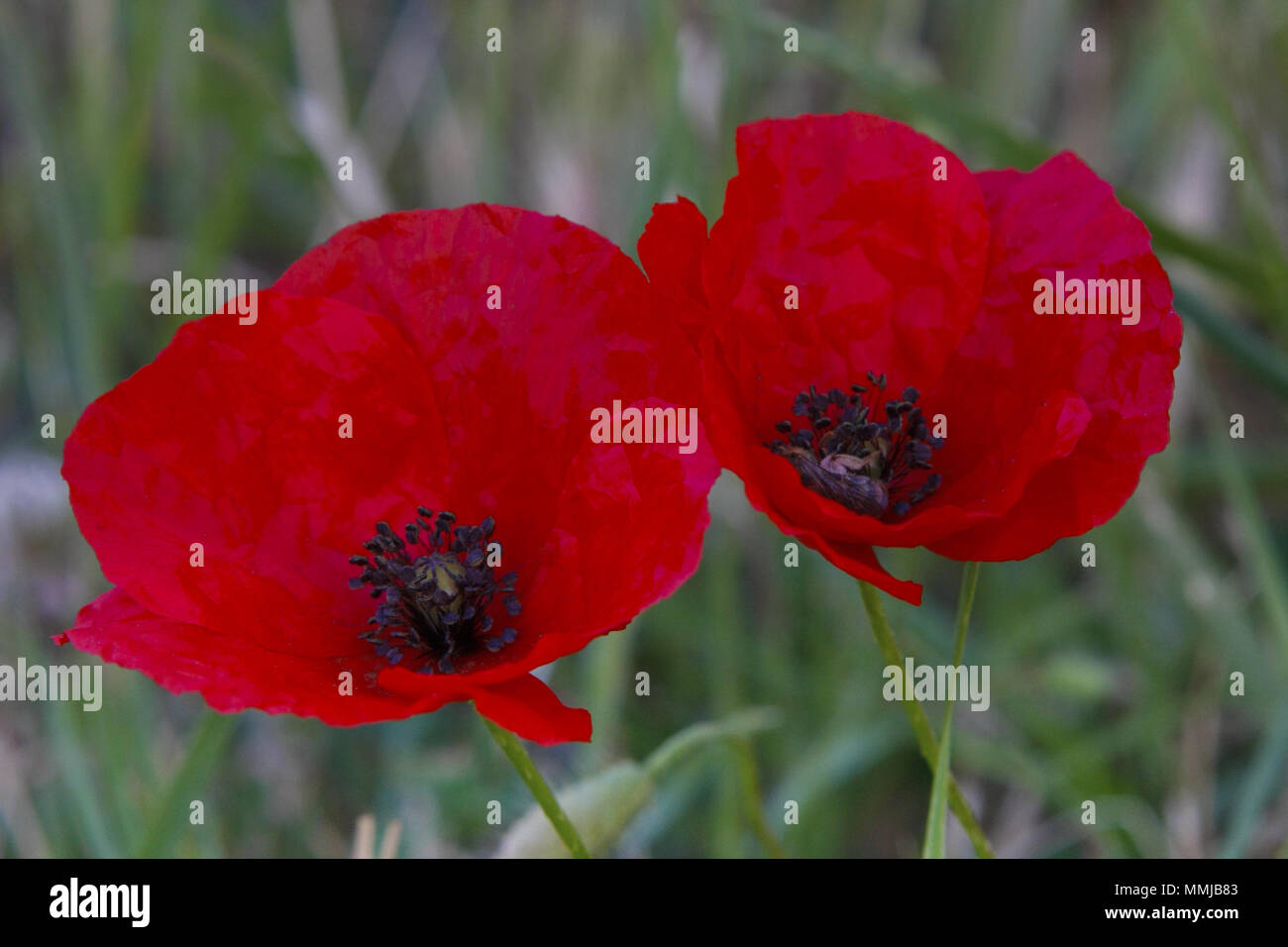 NAHAUFNAHME DER BLÜTENBLÄTTER UND DES DUNKLEN ZENTRUMS VON ROTEM FLANDERMOHN, AUCH BEKANNT ALS FELDMOHN ODER MAISMOHN (PAPAVER RHOEAS) VICTORIA, AUSTRALIEN. Stockfoto