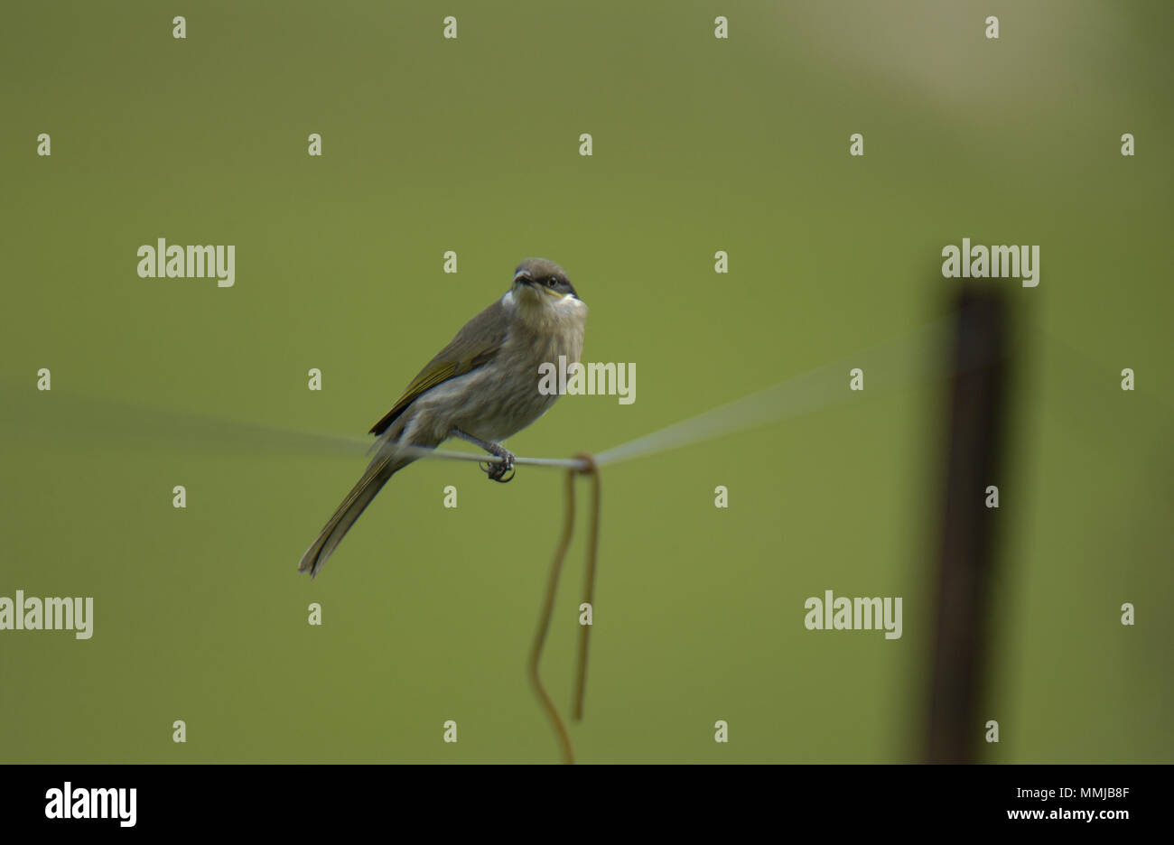 Singen (honeyeater Gavicalis Virescens) ist ein kleiner Vogel in Australlia gefunden und ist Teil der honeyeater Familie (Meliphagidae). Stockfoto