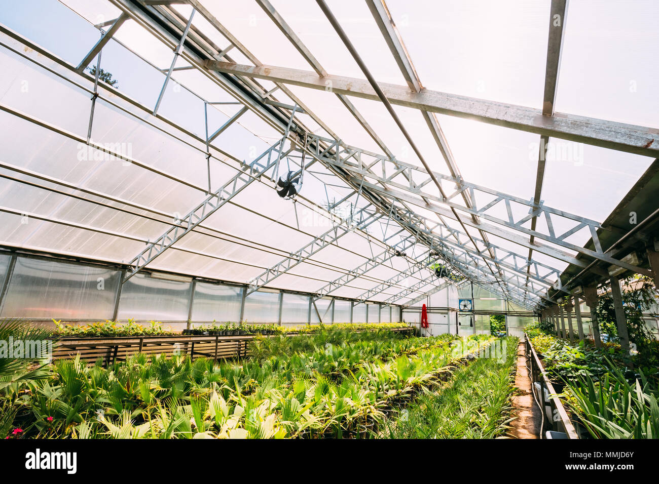 Kleine grüne Sprossen der Pflanzen Palmen Bäume aus dem Boden In Töpfen im Gewächshaus oder Gewächshaus. Frühling, Konzept des neuen Lebens. Stockfoto