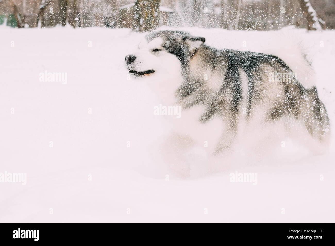 Alaskan Malamute im Schnee, Winter-Saison im Freien spielen. Verspielte Haustiere im Freien. Stockfoto