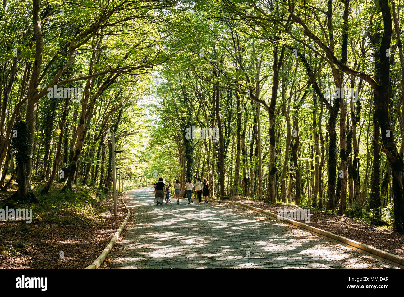 Kutaisi, Georgien. Menschen zu Fuß auf Forststraße Lane Weg im Grünen In staatlichen Sataplia finden im Sommer sonnigen Tag. Stockfoto