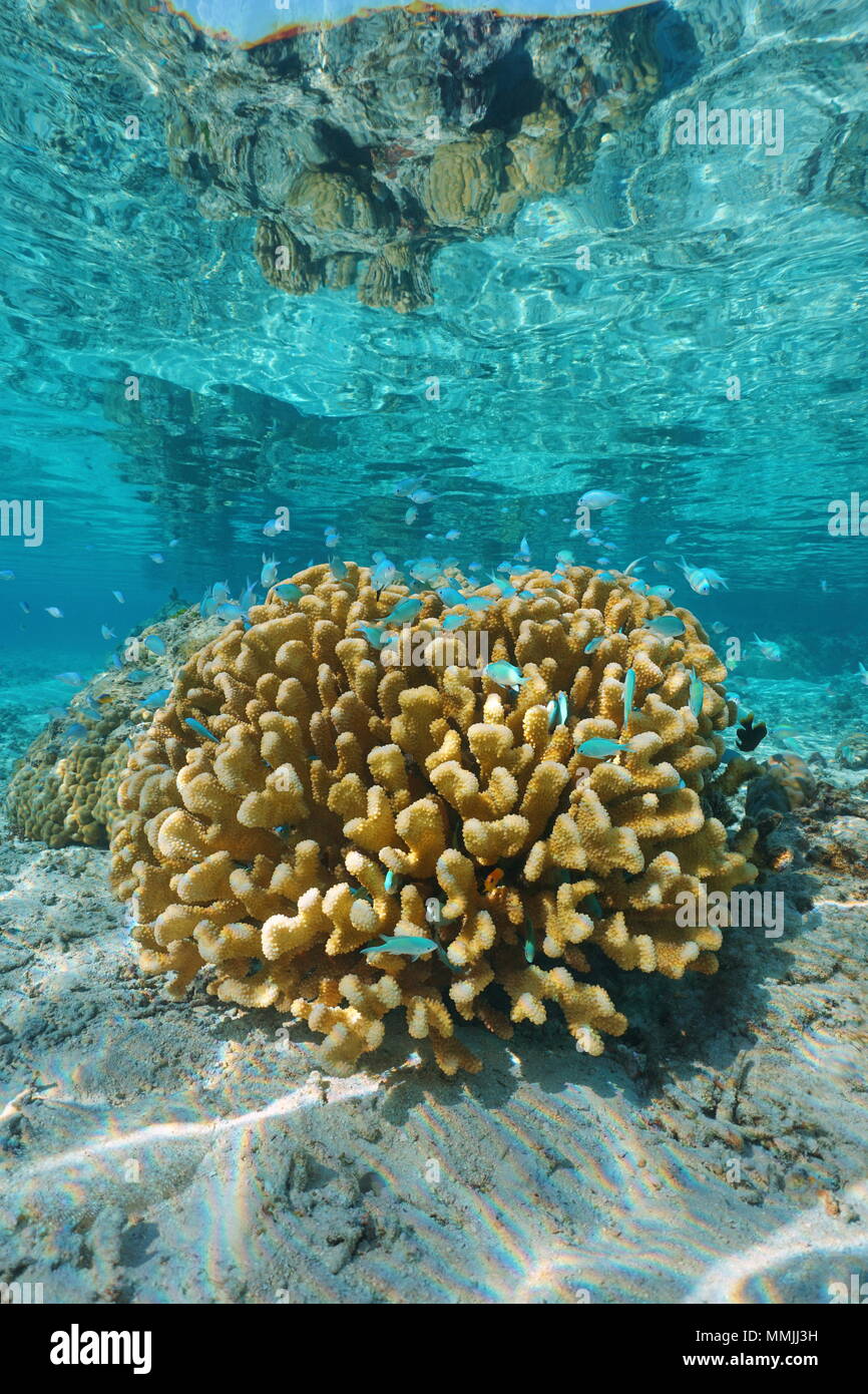 Blumenkohl Koralle mit blau-grünen chromis Fisch unter Wasser, Huahine Lagune, Pazifischer Ozean, Französisch Polynesien Stockfoto