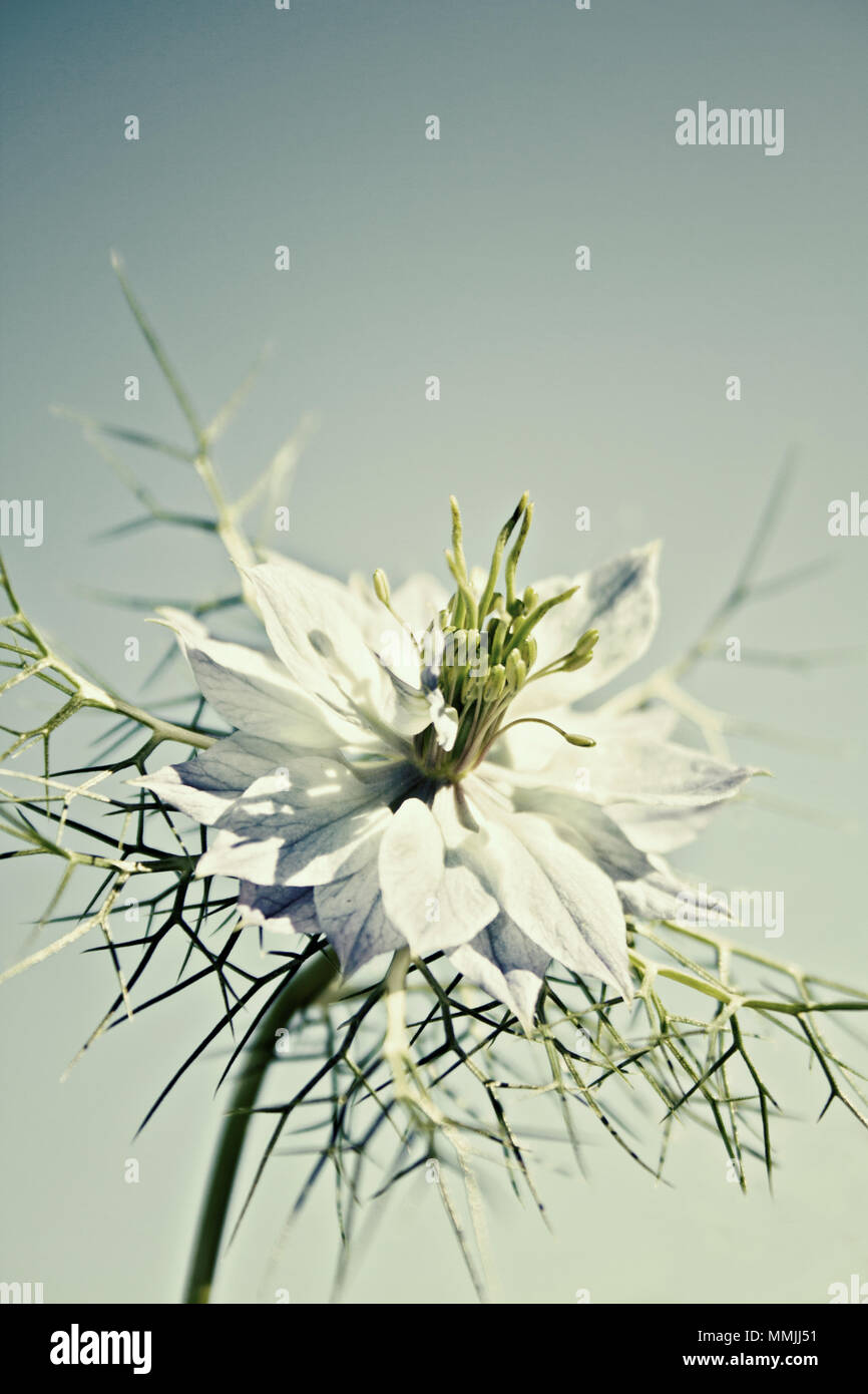Nigella Damascena Flower Stockfoto