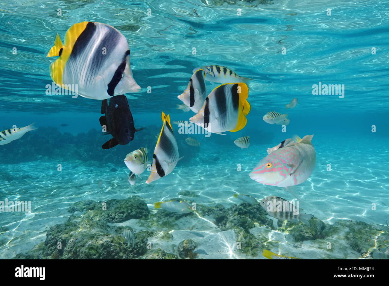 Bunten tropischen Fischen unter Wasser in einer Lagune von Moorea Island, Pazifischer Ozean, Französisch Polynesien Stockfoto
