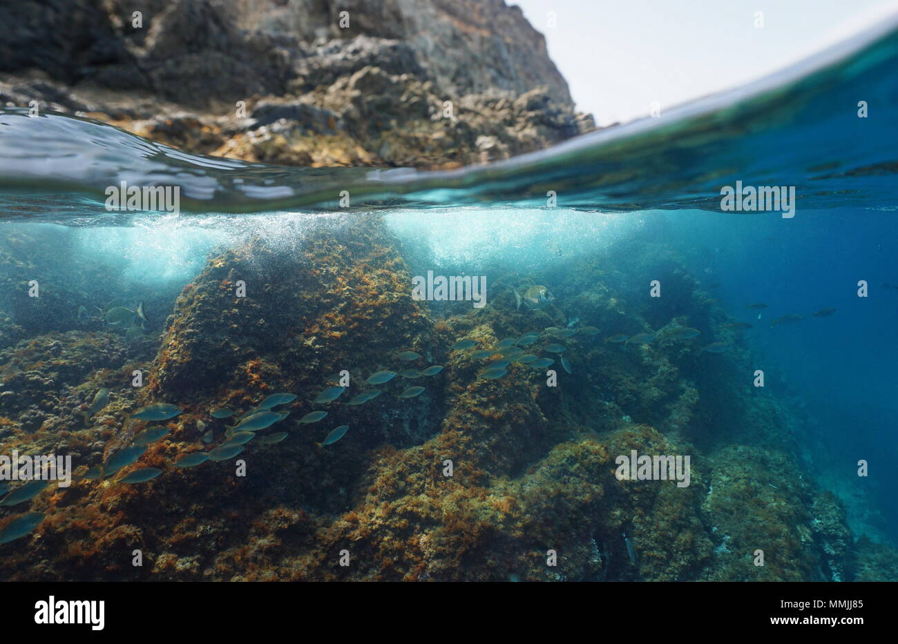 Mittelmeer felsigen Ufer der geteilten Ansicht oberhalb und unterhalb der Wasseroberfläche mit einer Schule von Fischen unter Wasser, Pyrenees Orientales, Frankreich Stockfoto