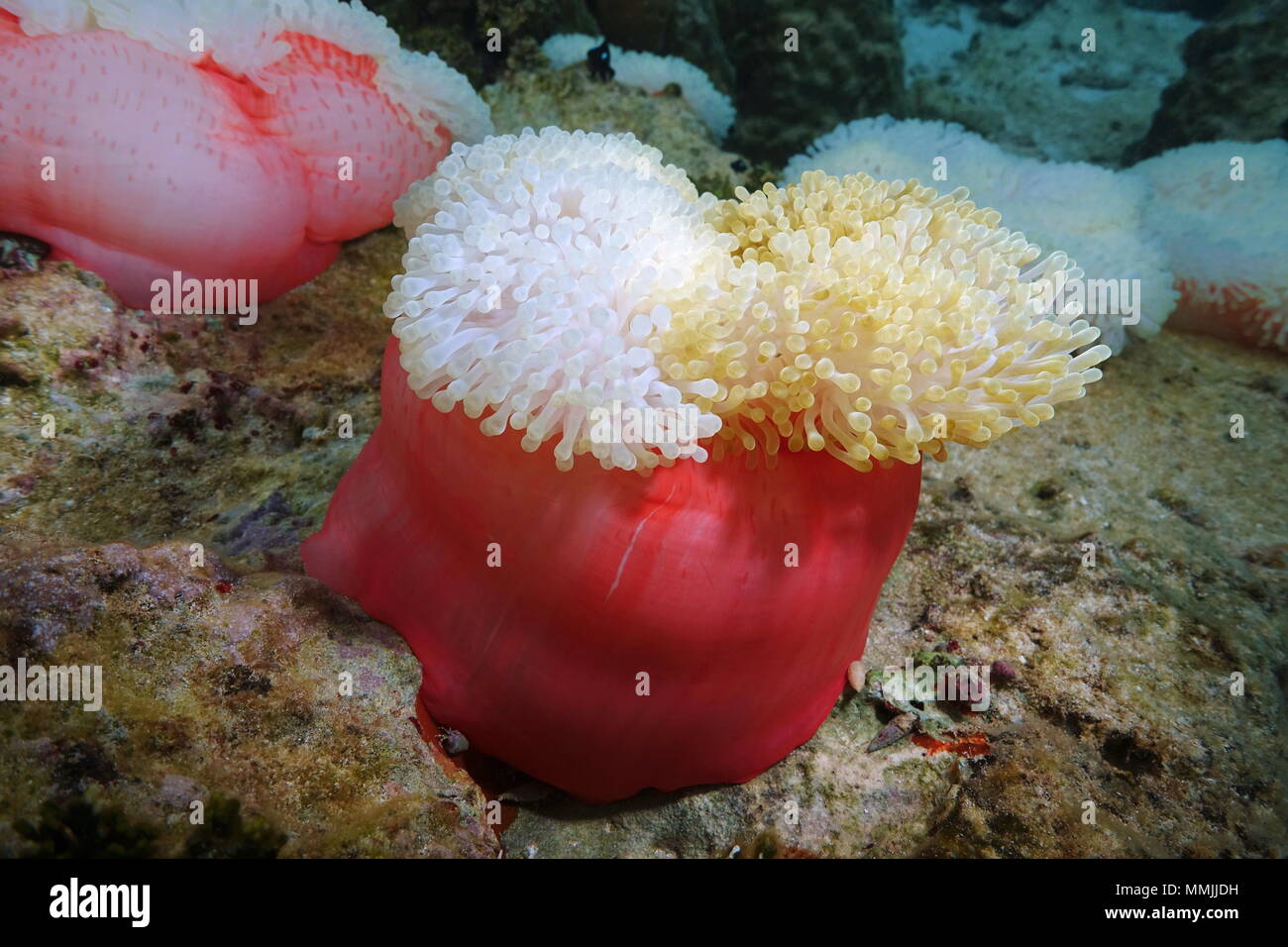 Nahaufnahme von einem herrlichen Seeanemone Unterwasser, Heteractis magnifica, Tahiti, Pazifik, Französisch Polynesien Stockfoto