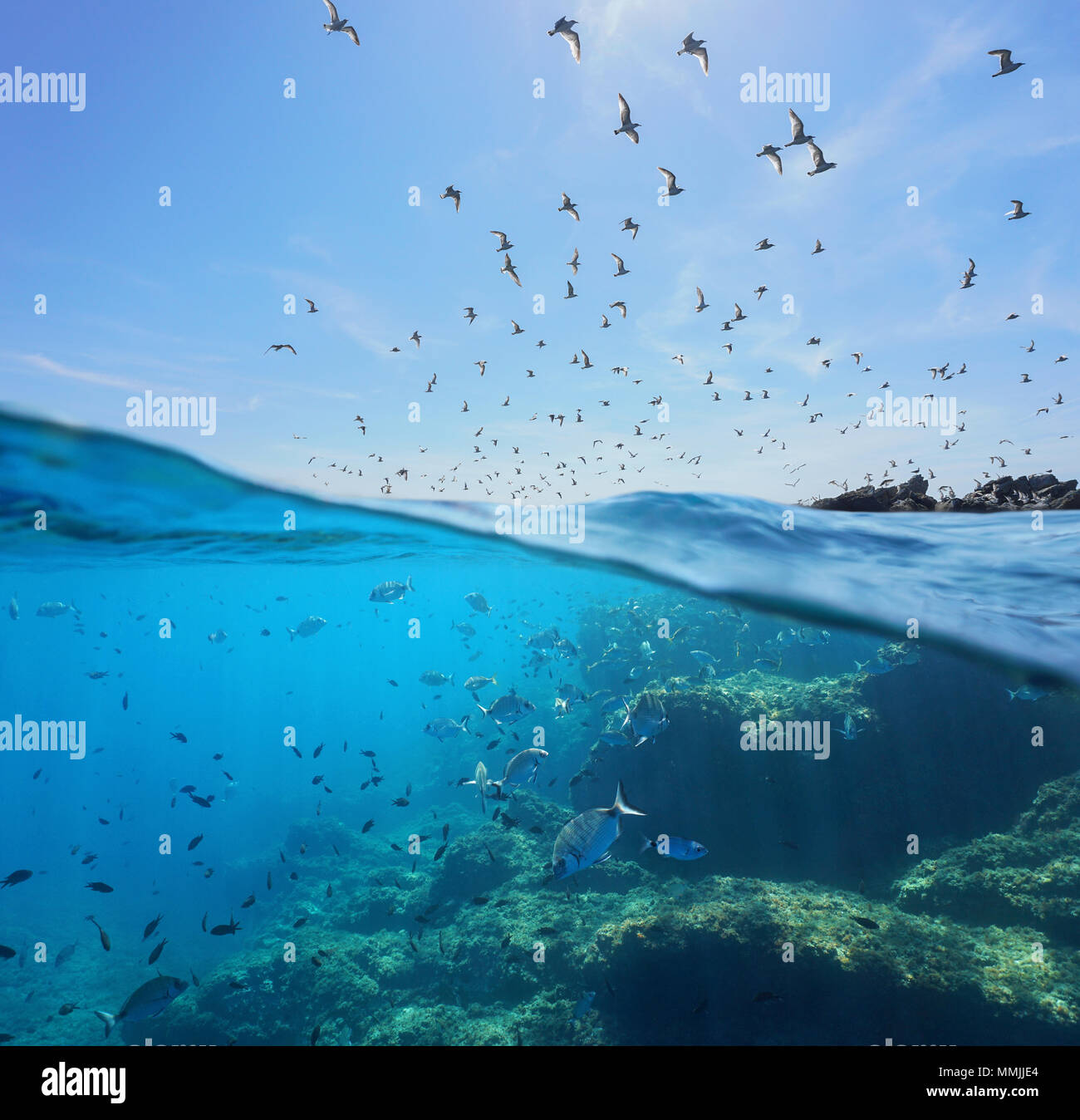 Seevögel (Mittelmeer Möwen) fliegen in den Himmel und einen Schwarm von Fischen mit Felsen unter Wasser Meer, geteilte Ansicht oberhalb und unterhalb der Wasseroberfläche, Spanien Stockfoto