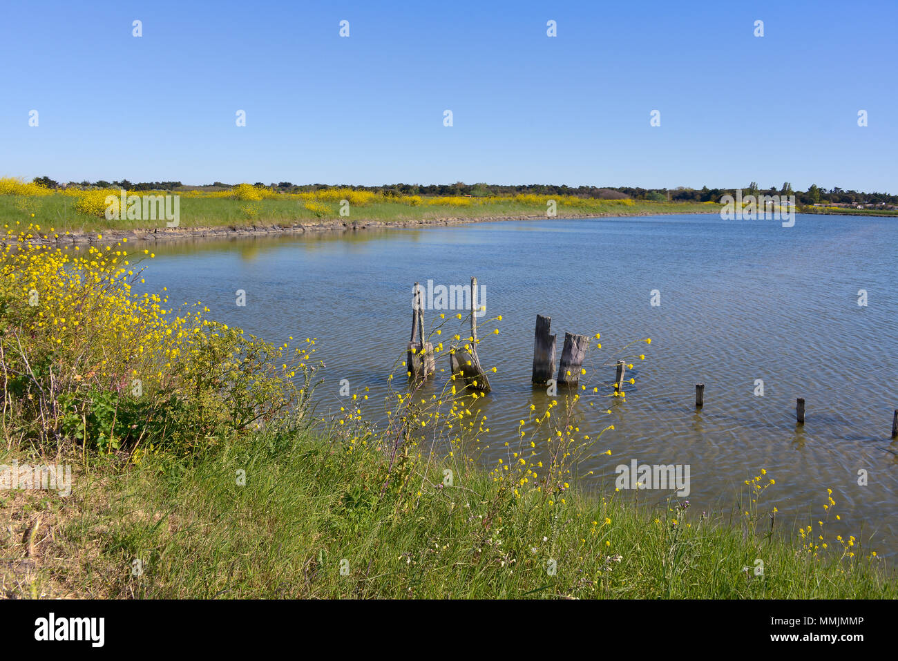 Marsh in Ile de Ré mit gelben Blüten von Schwarzer Senf (Brassica nigra), im Département Aisne und im Südwesten von Frankreich. Stockfoto