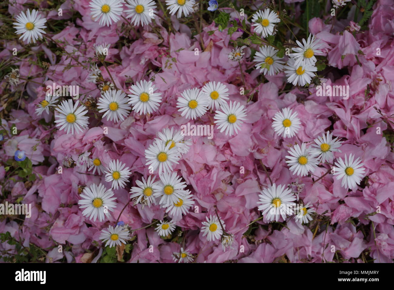 Rosa Blütenblätter Teppich von Kirschbäumen mit kleinen weißen Gänseblümchen Stockfoto