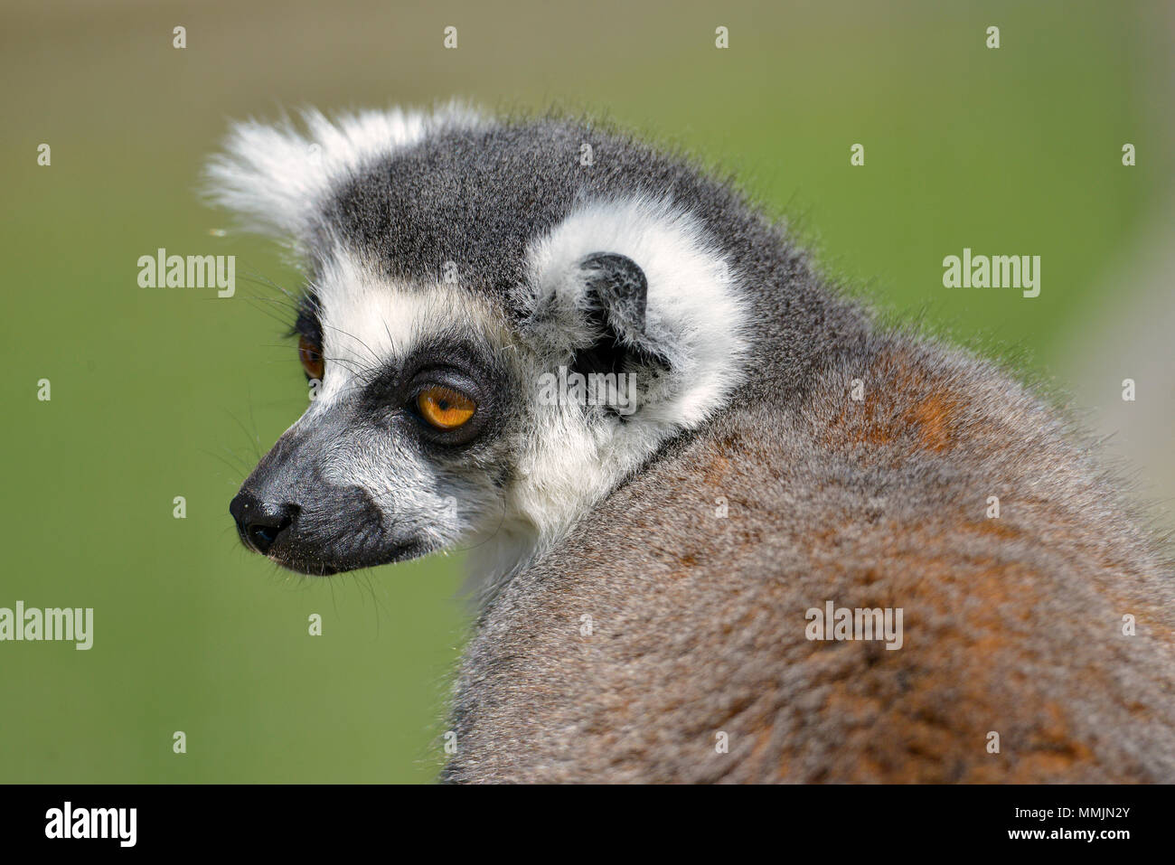 Portrait Ring-tailed Lemur (Lemur catta) Stockfoto