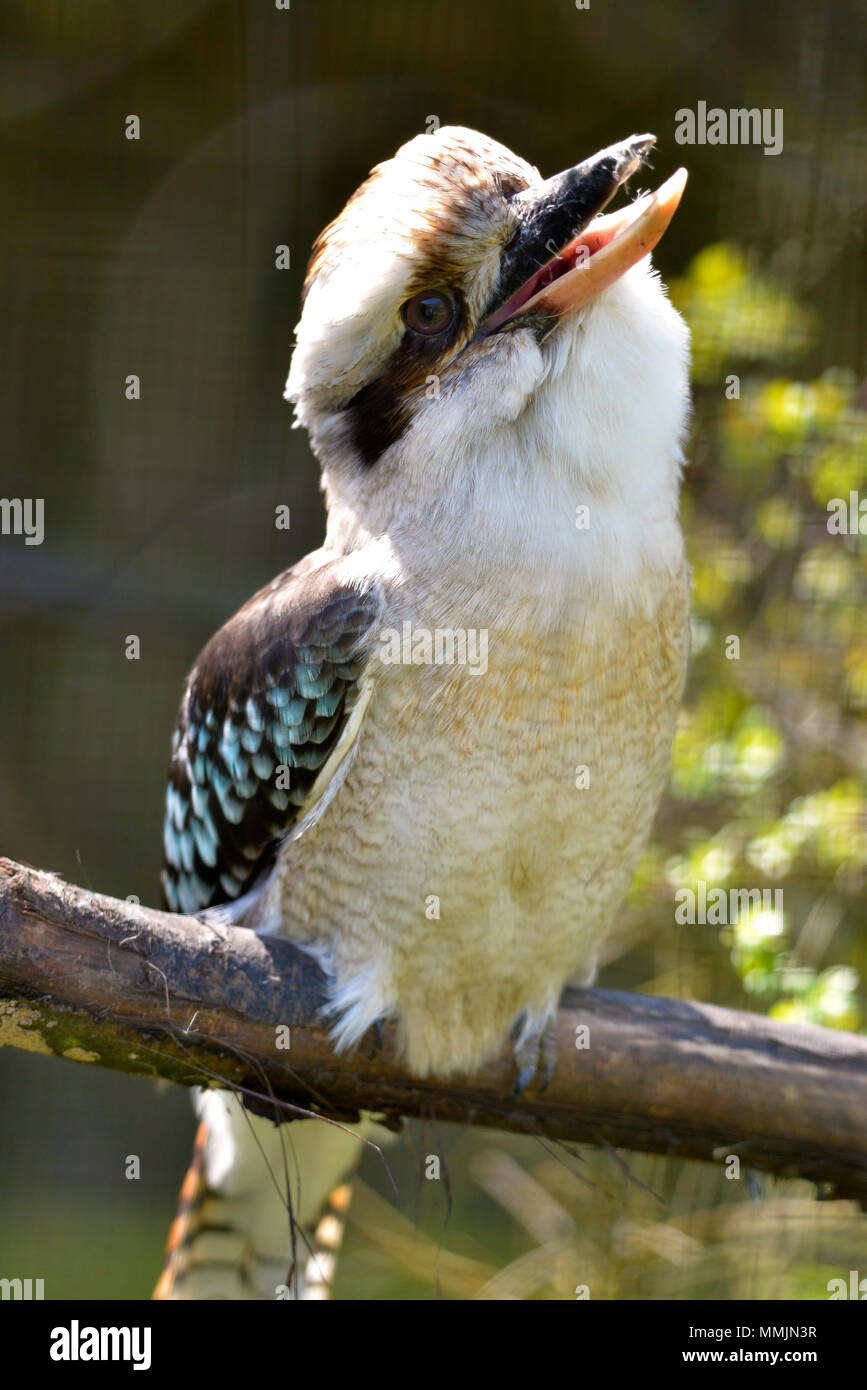 Laughing Kookaburra (Dacelo Novaeguineae) thront auf Zweig Stockfoto
