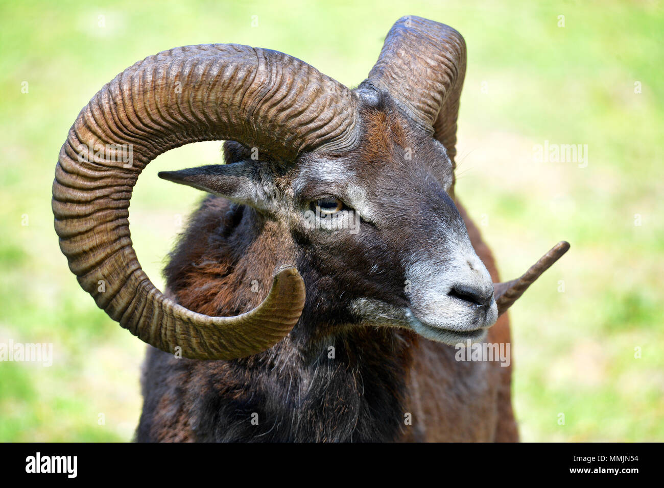 Portrait männlichen Mufflons der Korsischen (Ovis orientalis aries) Stockfoto