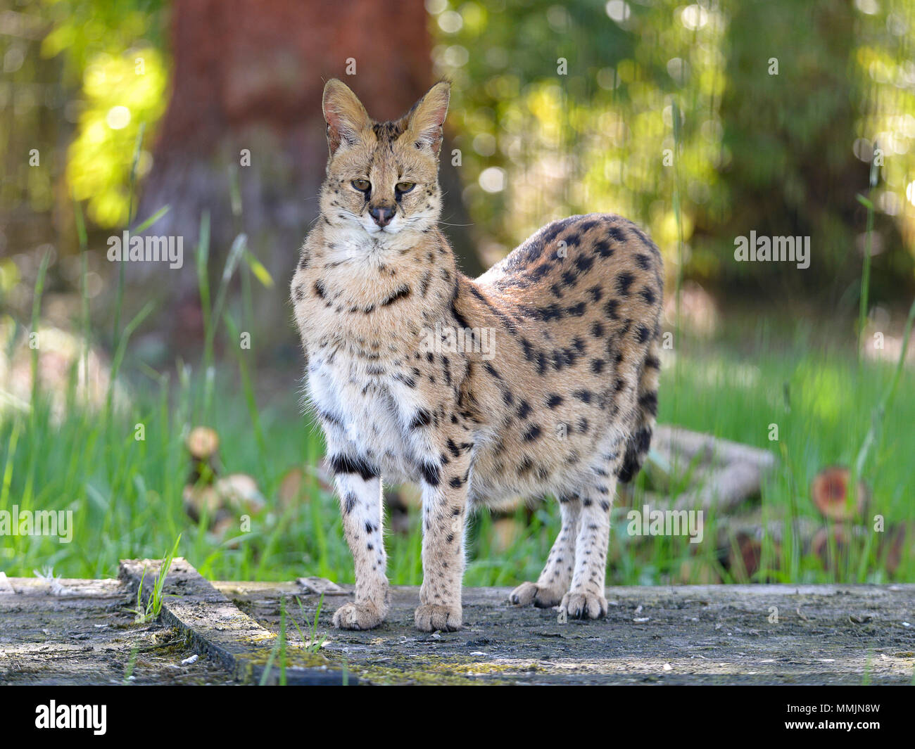 Serval (Leptailurus serval) stehend von Angesicht gesehen Stockfoto
