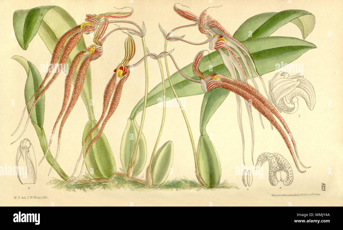 . Abbildung: Bulbophyllum biflorum (syn. Cirrhopetalum biflorum). 1910. M. S. del. (= Matilda Smith, 1854-1926), J. N. Fitch lith. (= John Nugent Fitch, 1840 - 1927) Beschreibung von R. A. Rolfe (1855-1921) 104 Bulbophyllum biflorum (als Cirrhopetalum biflorum) - Curtis' 136 (Ser. 4 Nr. 6) pl. 8321 (1910) Stockfoto