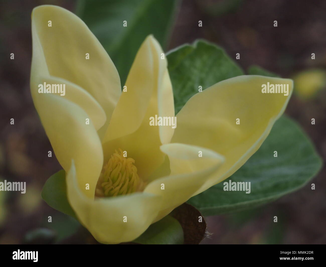 Gelbe Magnolia Daphne Blume teilweise geöffnet Stockfoto