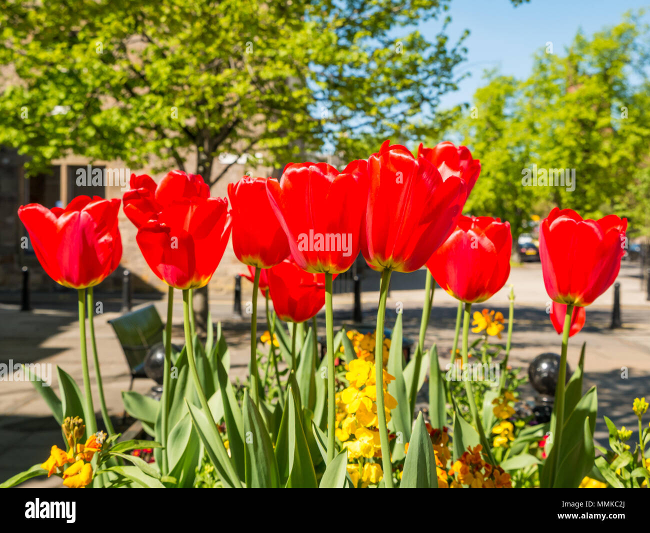 D'Aubigny, Court Street, Haddington, East Lothian, Schottland, Vereinigtes Königreich, 12. Mai 2018. Blumenkästen auf dem Markt der Stadt sind voll von bunten Tulpen an einem sonnigen Tag Stockfoto