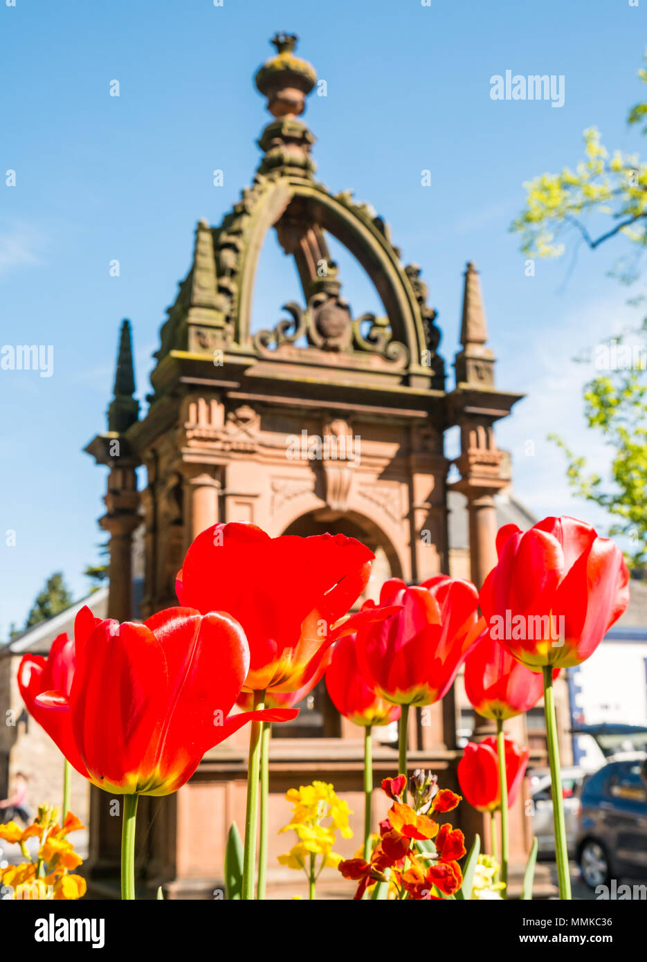 Place d'Aubigny, Court Street, Haddington, East Lothian, Schottland, Großbritannien, 12. Mai 2018. Die Blumenkästen der Stadt sind voll von bunten roten Tulpen an einem schönen sonnigen Tag. Im Hintergrund befindet sich das kunstvolle viktorianische Denkmal des Marquis of Tweedsdale Stockfoto