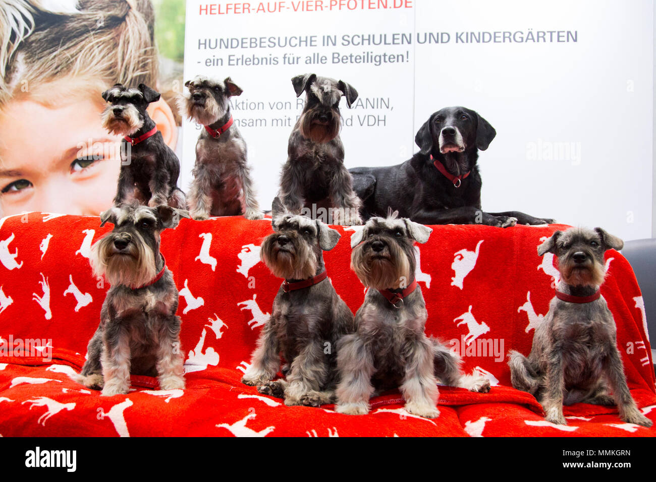 Dortmund Deutschland 12 Mai 2018 Miniature Schnauzer