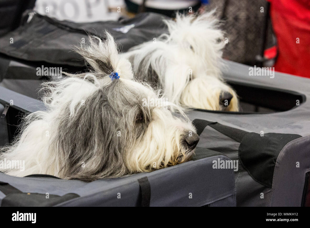 Dortmund Deutschland 12 Mai 2018 Zwei Bobtails