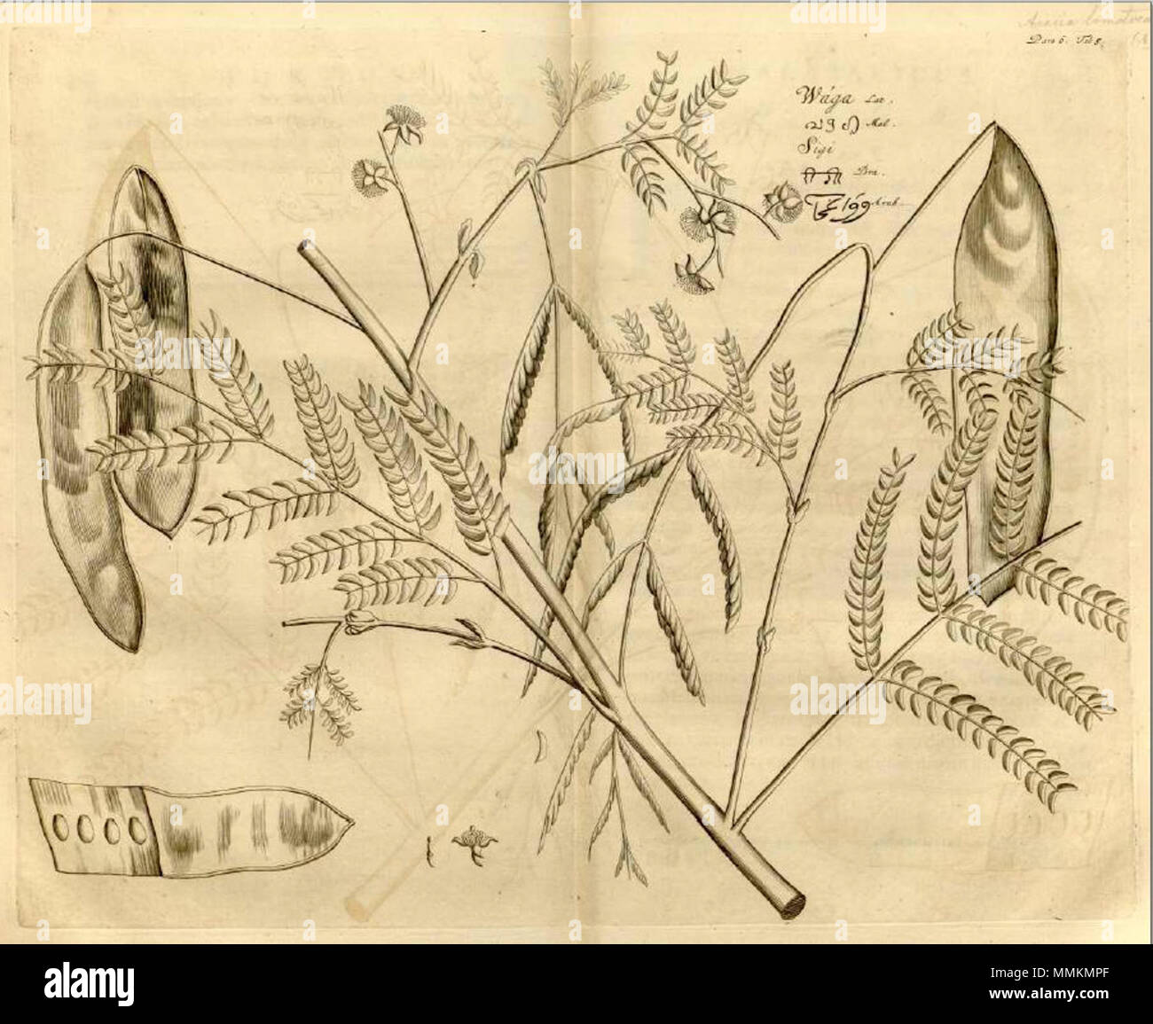 . Englisch: Albizia odoratissima-Platte von 'Hortus Indicus Malabaricus'. vor 1703. Reede tot Drakestein, Hendrik van, 1637?-1691. Almeloveen, Theodoor Jansson ab, 1657-1712. Ausleger, Henrik & Dirk. Casearius, Johannes, Ca. 1642-1677. Commelin, Johannes, 1629-1692. Dyck, Jan van. Munniks, Johannes, 1652-1711. Poot, Abraham van, b.Ca. 1617. Erkrath, Joannes van. Syen, Arnold, 1640-1678. 33 Albizia odoratissima01 Stockfoto