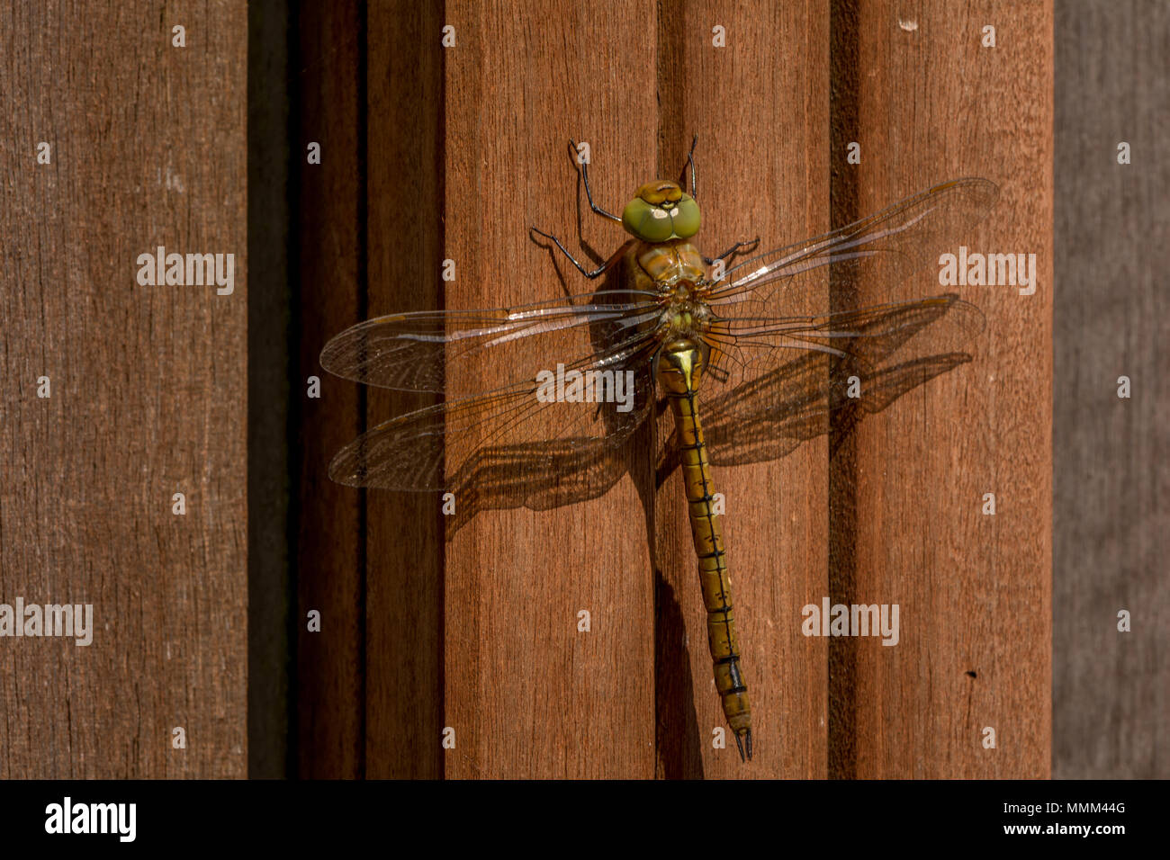 Libelle Stockfoto