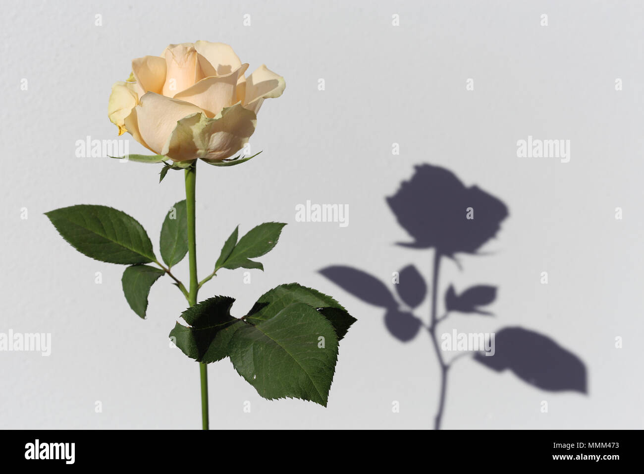 Licht gelb/Natural White Rose mit grünen Blätter und Stängel. Es gibt  weissen Hintergrund und auch eine interessante Schatten Stockfotografie -  Alamy