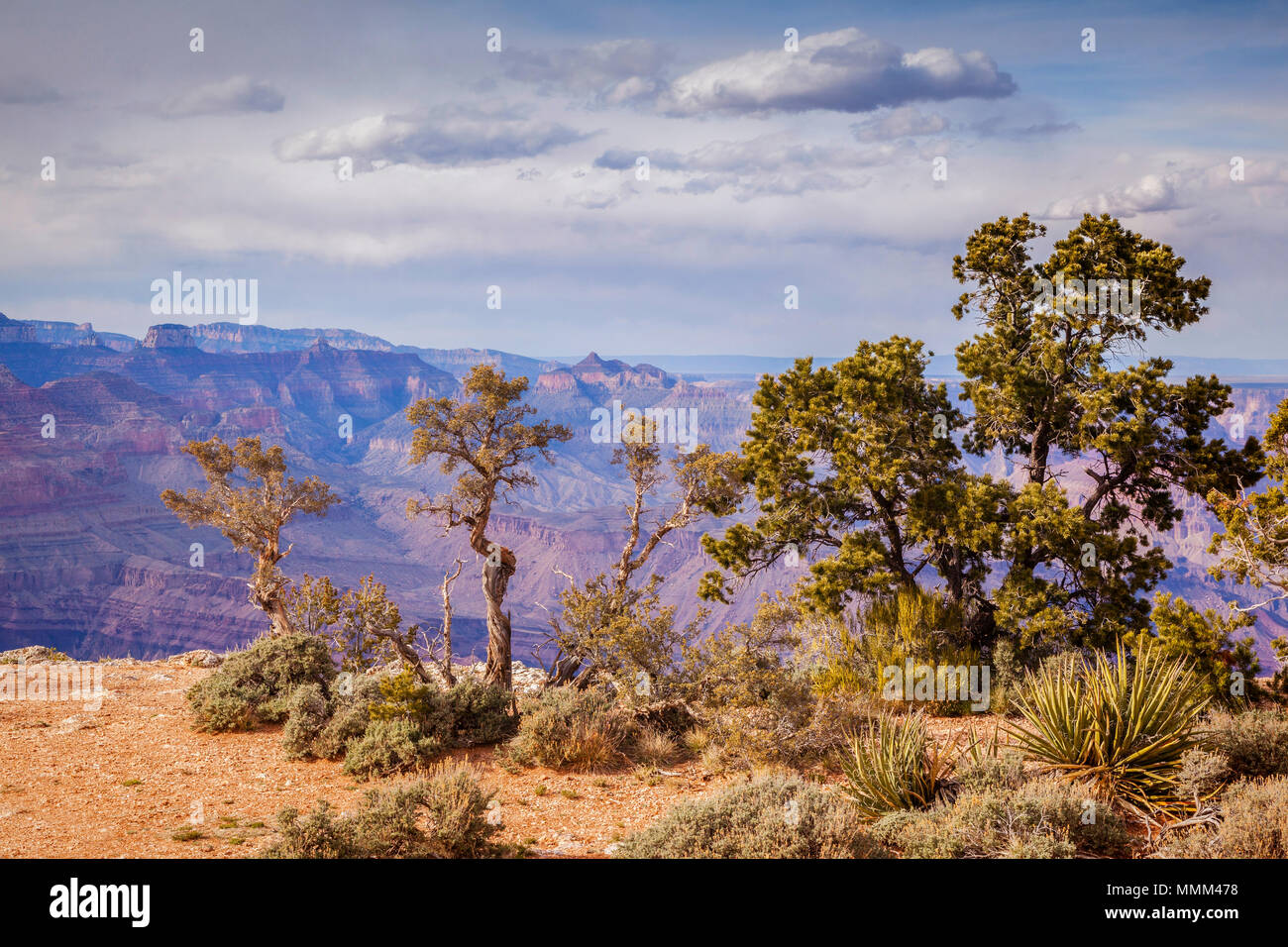 Bäume wachsen in der Wüste, am südlichen Rand des weltberühmten Grand Canyon, Arizona, USA. Stockfoto