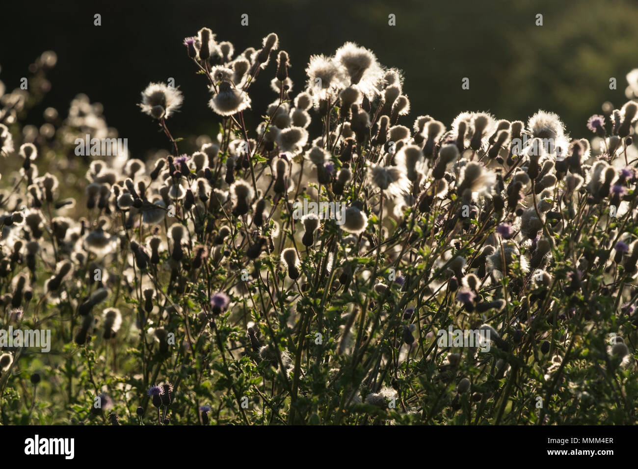 Wilde Blumen Stockfoto