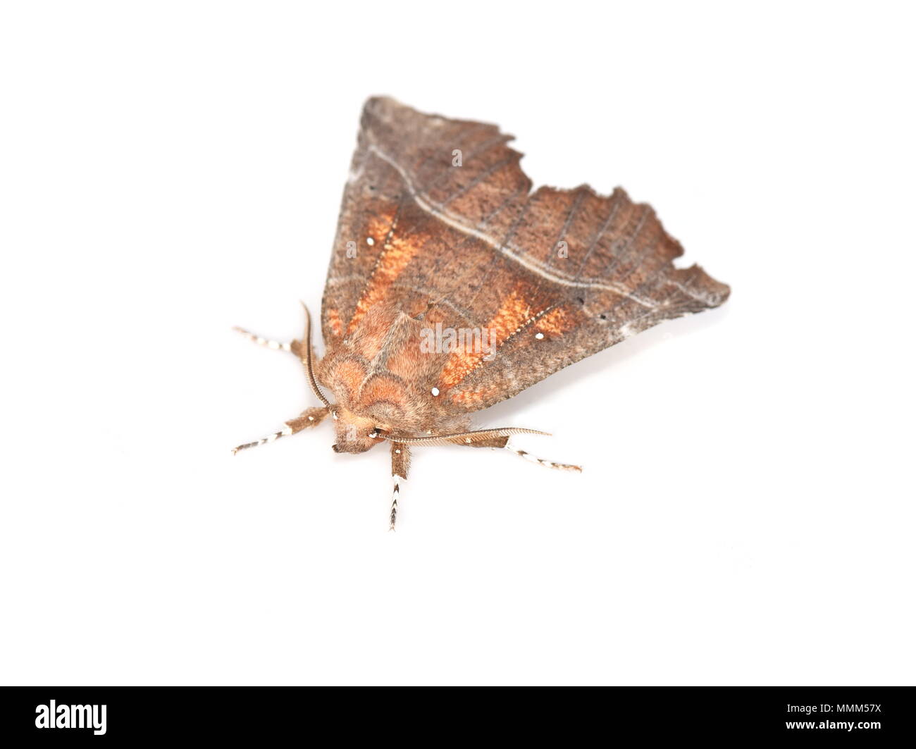 Die bunten noctuidae Herald moth Scoliopteryx libatrix auf weißem Hintergrund Stockfoto