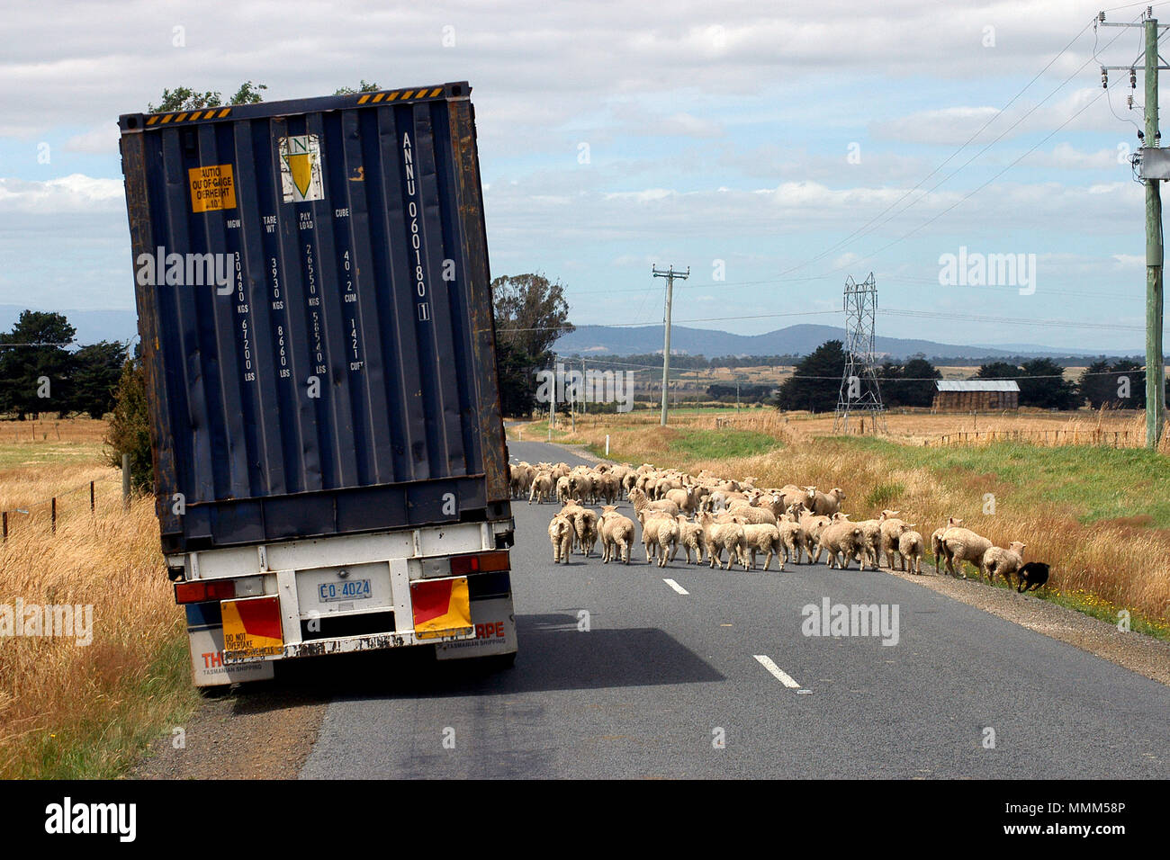 Fahrzeug gestoppt, damit Herde von Schafen, die Straße zu überqueren, Tasmanien, Australien. Stockfoto