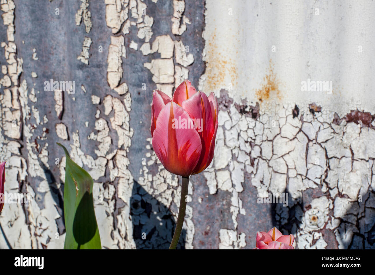 Tulip Stockfoto