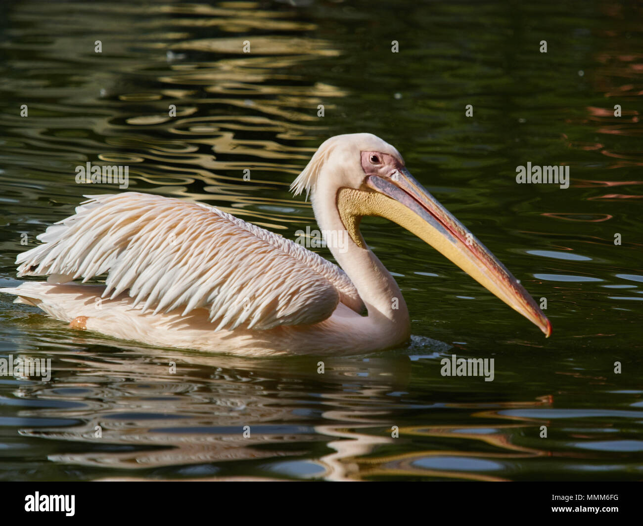 Riesige weiße Pelikan mit einem langen gelben kräftigen Schnabel schwimmt auf der Oberfläche des grünen Wasser. Stockfoto