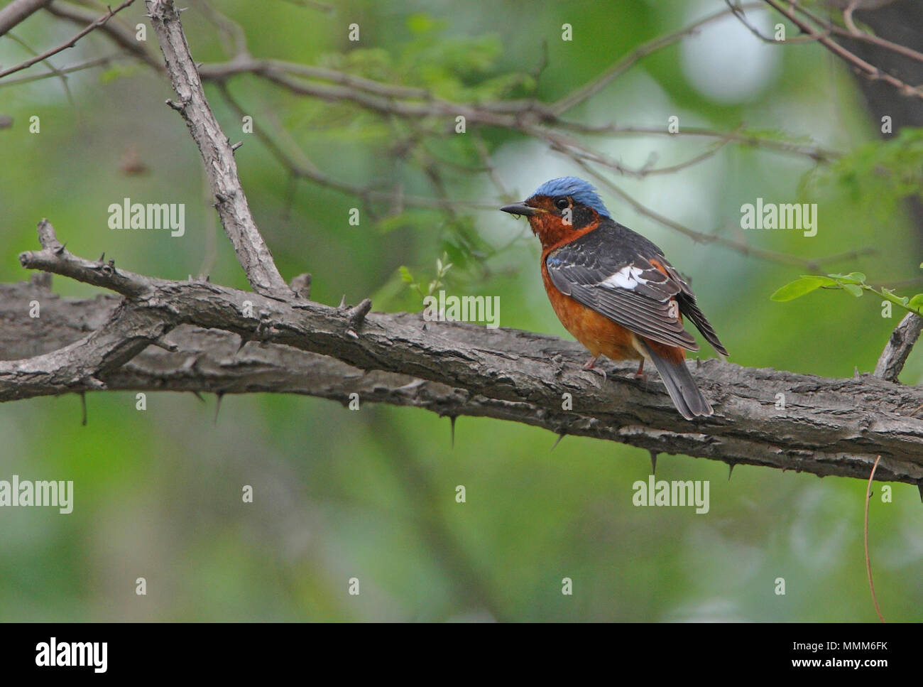 White-throated Rock Thrush (Monticola gularis) erwachsenen männlichen auf Zweig Beidaihe, Hebei, China kann hochgestellt Stockfoto